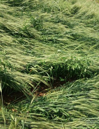 Need help to get Rs. 5 crore in Beed district | बीड जिल्ह्यात पावणेपाच कोटींची हवी मदत Need help to get Rs. 5 crore in Beed district | बीड जिल्ह्यात पावणेपाच कोटींची हवी मदत