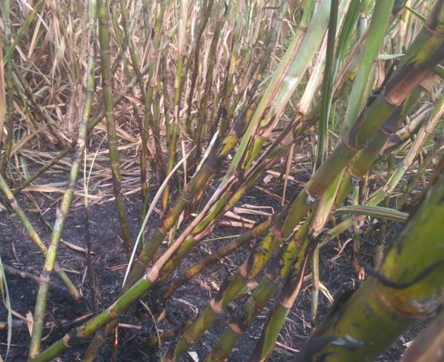 Flame in 3 acres of sugarcane | आगीत २ एकरांतील ऊस भस्मसात