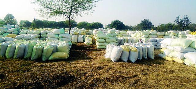 Paddy producers in despair shade | धान उत्पादक निराशेच्या छायेत Paddy producers in despair shade | धान उत्पादक निराशेच्या छायेत