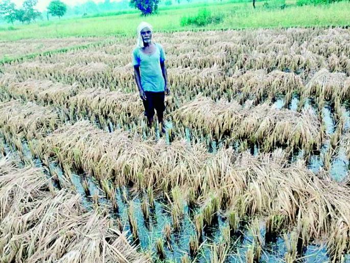 There is no plan to buy black and pakhar paddy in the district | जिल्ह्यात काळे, पाखर धान खरेदी करण्याची योजनाच नाही There is no plan to buy black and pakhar paddy in the district | जिल्ह्यात काळे, पाखर धान खरेदी करण्याची योजनाच नाही
