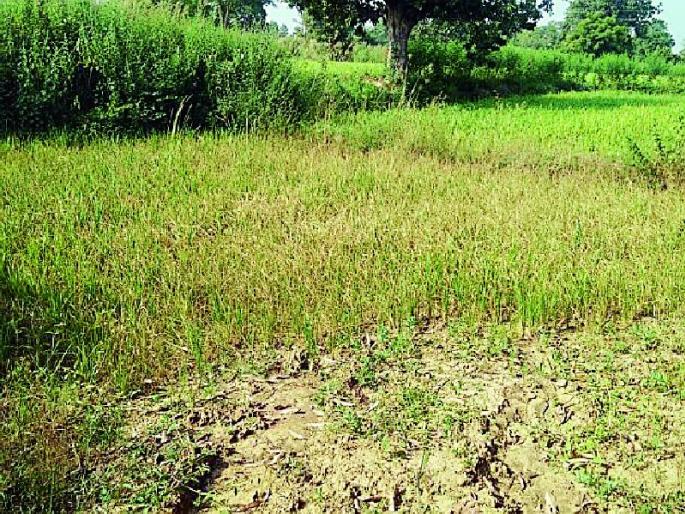 Destroyed paddy in Sakoli taluka | साकोली तालुक्यातील धानपीक उद्ध्वस्त Destroyed paddy in Sakoli taluka | साकोली तालुक्यातील धानपीक उद्ध्वस्त
