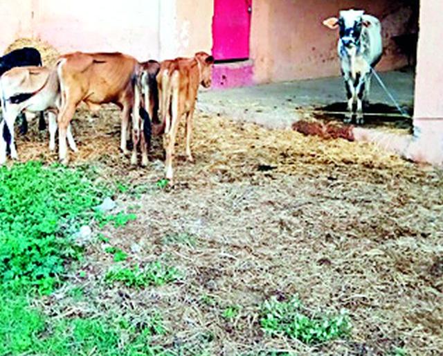 Police reporter on beef seller | गोमांस विक्रेत्यावर पोलिसांचा छापा