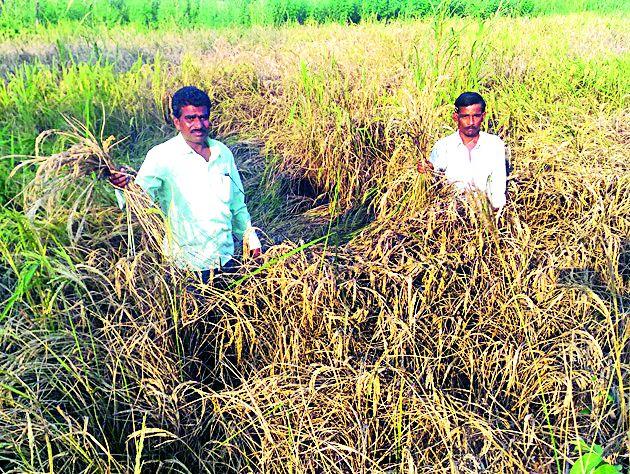 Tadutuda made of pests of paddy husk | तुडतुडा किडीने केले धानपीक फस्त Tadutuda made of pests of paddy husk | तुडतुडा किडीने केले धानपीक फस्त