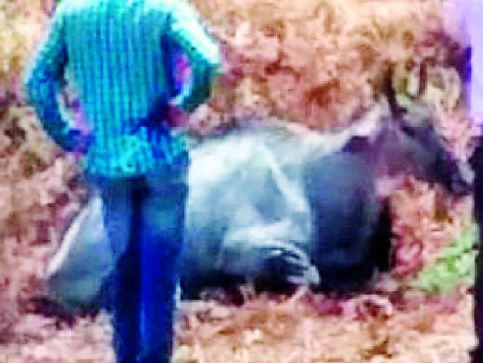 Nilgai death due to lack of treatment | उपचाराअभावी नीलगाईचा मृत्यू