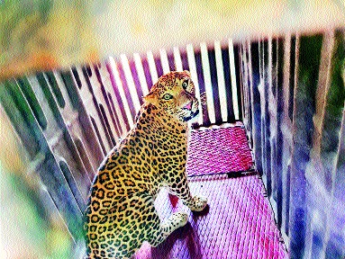 Leopards captured near Kampir hill | कामपीर डोंगराजवळ बिबट्या जेरबंद Leopards captured near Kampir hill | कामपीर डोंगराजवळ बिबट्या जेरबंद
