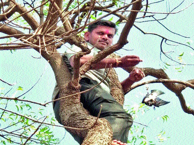 Life on a bird trapped on a tree | झाडावर अडकलेल्या पक्ष्याला जीवदान Life on a bird trapped on a tree | झाडावर अडकलेल्या पक्ष्याला जीवदान