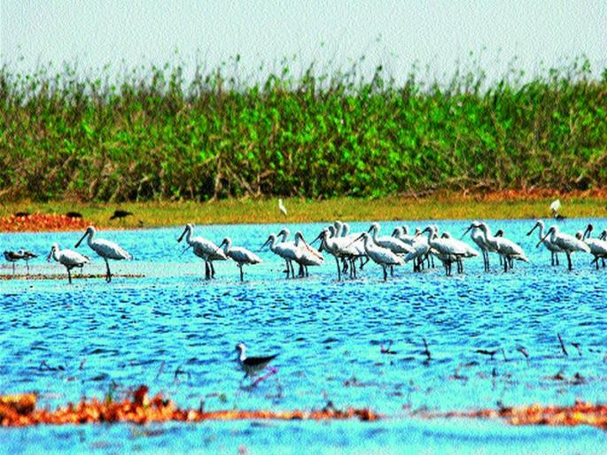 'Bird Fest' to be played in January | जानेवारीत रंगणार ‘बर्ड फेस्ट’ 'Bird Fest' to be played in January | जानेवारीत रंगणार ‘बर्ड फेस्ट’