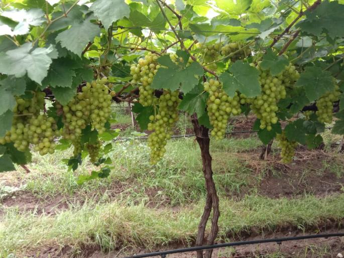 Hit the onion with the rainy vine | पावसाचा द्राक्षबागांसह कांद्याला फटका Hit the onion with the rainy vine | पावसाचा द्राक्षबागांसह कांद्याला फटका