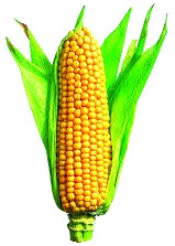 Farmers protest over maize purchase | मका खरेदी बंद झाल्याने शेतकऱ्यांची निदर्शने Farmers protest over maize purchase | मका खरेदी बंद झाल्याने शेतकऱ्यांची निदर्शने