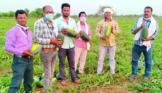 Watermelon ripened in the river basin on the farm dam | नदीपात्रातील टरबूज पिकविले शेतीच्या बांधावर Watermelon ripened in the river basin on the farm dam | नदीपात्रातील टरबूज पिकविले शेतीच्या बांधावर