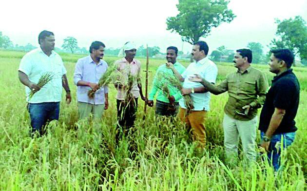 Paddy pockets destroyed on hundreds of hectares | शेकडो हेक्टरवरील धानपीक नष्ट Paddy pockets destroyed on hundreds of hectares | शेकडो हेक्टरवरील धानपीक नष्ट