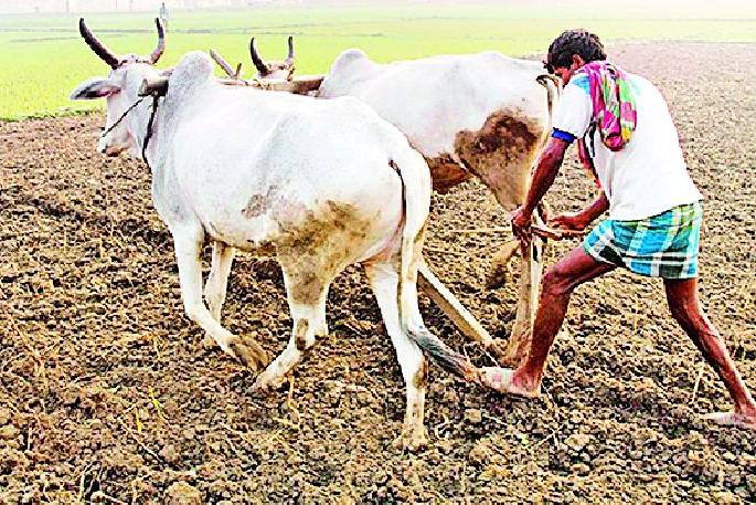 Farmer concerned in the district due to strong rain | दमदार पावसाअभावी जिल्ह्यातील शेतकरी चिंतित