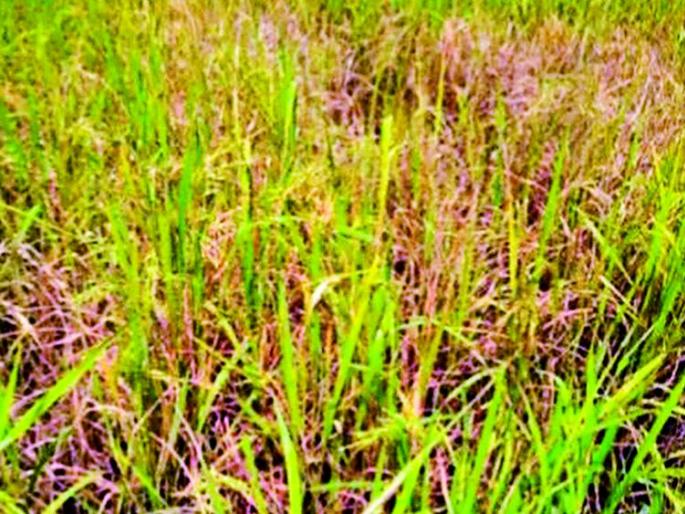 A ray of hope for bio-organic farmers | बायो जैविक शेती शेतकऱ्यांसाठी आशेचा किरण