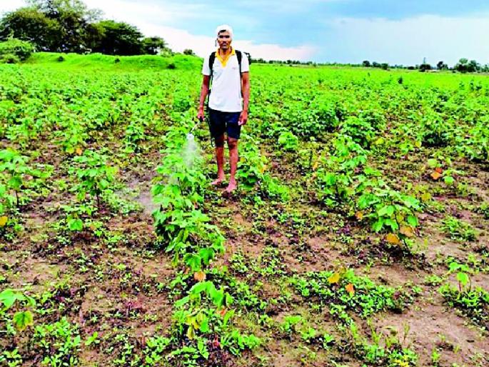 Insect infestation on kharif crops in the district | जिल्ह्यात खरीप पिकांवर किडींचा प्रादुर्भाव Insect infestation on kharif crops in the district | जिल्ह्यात खरीप पिकांवर किडींचा प्रादुर्भाव