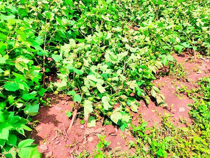 Wildlife at the expense of agriculture | डोळ्यादेखत वन्यप्राणी करतात शेतीचे नुकसान Wildlife at the expense of agriculture | डोळ्यादेखत वन्यप्राणी करतात शेतीचे नुकसान