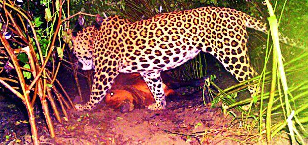 Leopard in the Temdera farmland | टेमुर्डा शेतशिवारात बिबट्याचा वावर