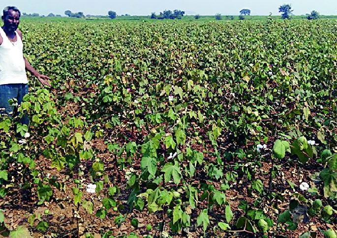 The risk of whitening gold due to lack of adequate water | पुरेशा पाण्याअभावी पांढरे सोने करपण्याचा धोका The risk of whitening gold due to lack of adequate water | पुरेशा पाण्याअभावी पांढरे सोने करपण्याचा धोका