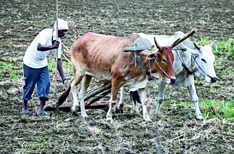 Rabi season risk due to irrigation | सिंचनाअभावी रबी हंगाम धोक्यात
