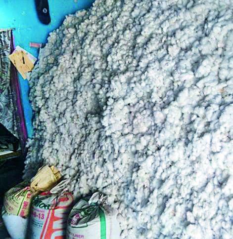 Itching of the cotton due to the cotton cultivation | कापसामुळे शेतकऱ्यांना सुटताहे खाज