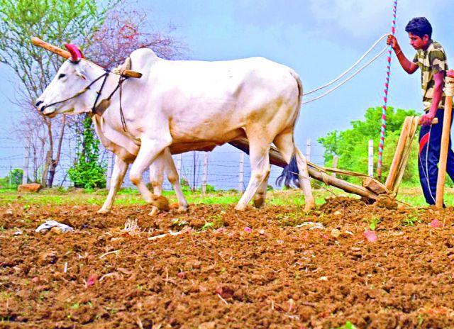 Kharipacha sowing is about 100 lakh hectares | खरिपाचा पेरा पावणेपाच लाख हेक्टरवर Kharipacha sowing is about 100 lakh hectares | खरिपाचा पेरा पावणेपाच लाख हेक्टरवर