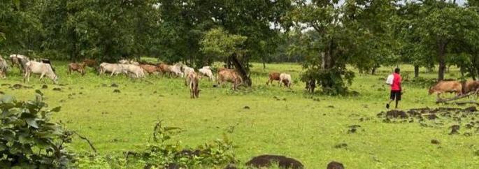 The citizens of 'those' villages become one day cowherds | ‘त्या’ गावातील नागरिक बनतात एक दिवसाचा गुराखी