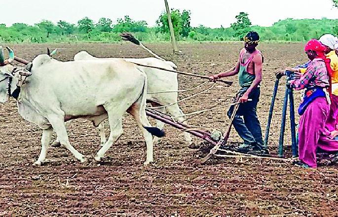 Due to lack of rain, only 9.68 per cent was filled | पावसाअभावी फक्त ९.६८ टक्के पऱ्हे भरले Due to lack of rain, only 9.68 per cent was filled | पावसाअभावी फक्त ९.६८ टक्के पऱ्हे भरले