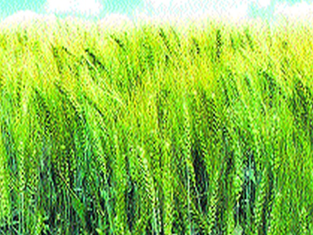 The rabbi of lightning strikes the crops | विजेच्या लपंडावाचा रब्बी पिकांना फटका The rabbi of lightning strikes the crops | विजेच्या लपंडावाचा रब्बी पिकांना फटका