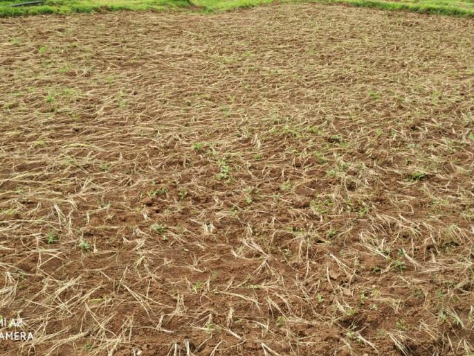 Farmers wait for rain | शेतकऱ्यांना पावसाची प्रतीक्षा