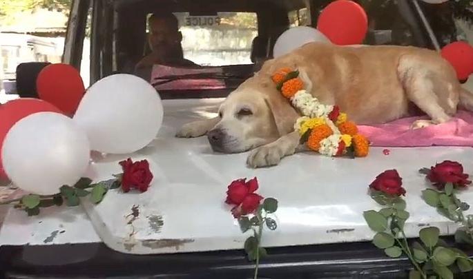 Police salute sniffer spike dog looking for petrol bomb! | पेट्रोल बॉम्ब शोधणारा स्निफर स्पाइक श्वानाला पोलिसांचा सॅल्यूट ! Police salute sniffer spike dog looking for petrol bomb! | पेट्रोल बॉम्ब शोधणारा स्निफर स्पाइक श्वानाला पोलिसांचा सॅल्यूट !