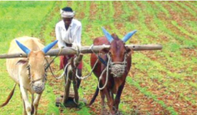 Agricultural colleges to be set up in Malegaon | मालेगावी साकारणार कृषी महाविद्यालये Agricultural colleges to be set up in Malegaon | मालेगावी साकारणार कृषी महाविद्यालये