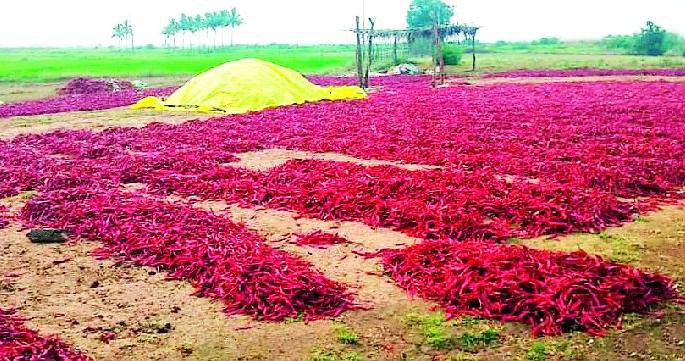 Rain Chili Shot | पावसाचा मिरचीला फटका
