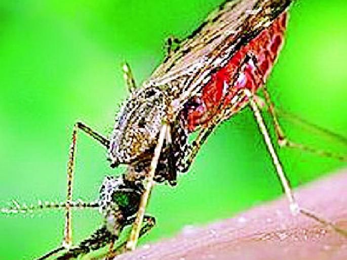 This year, the control of malaria in the district is under control | यावर्षी जिल्ह्यात हिवतापाची साथ नियंत्रणात