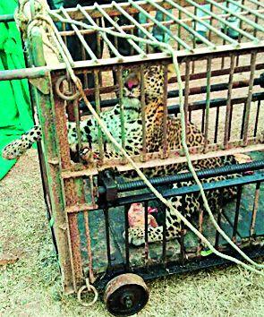 Take the leopard to Gorewada | बिबट्याला गोरेवाड्यात नेणार