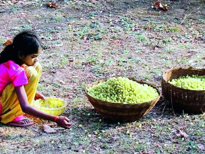 Mohaphulana price will come now | मोहाफुलांना येणार आता किंमत