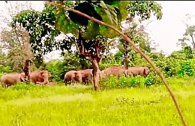A lot of wild elephants roam in Shivara | जंगली हत्तींचा बोळधा शिवारात धुमाकूळ