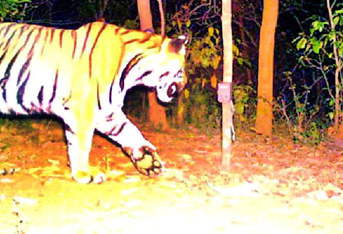 Tiger terror in 13 villages for 15 days | १३ गावांत १५ दिवसांपासून वाघाची दहशत Tiger terror in 13 villages for 15 days | १३ गावांत १५ दिवसांपासून वाघाची दहशत