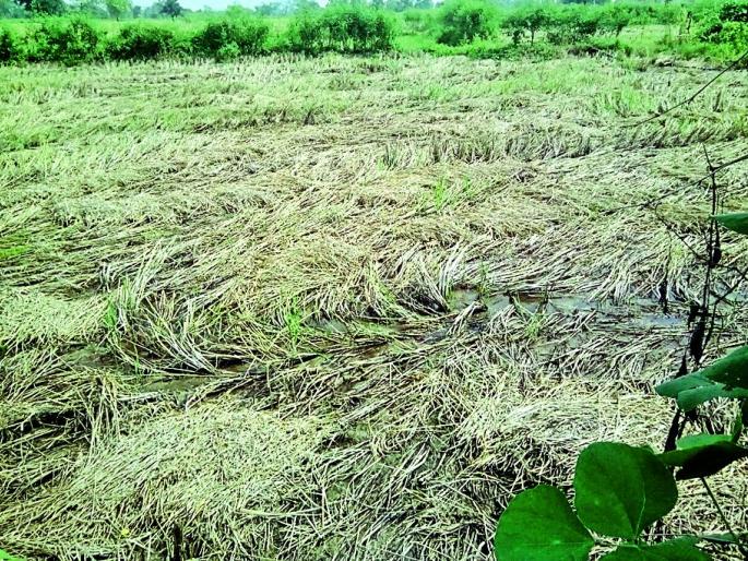 Damage to the rainy season | वादळी पावसाने धानपिकाचे नुकसान Damage to the rainy season | वादळी पावसाने धानपिकाचे नुकसान