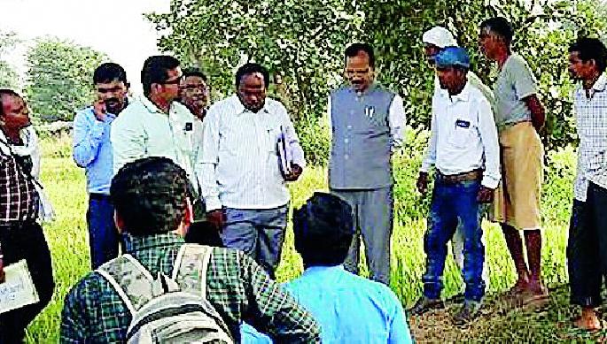 Guardian Minister reviewed Dhanpi | पालकमंत्र्यांनी केली धानपिकाची पाहणी  Guardian Minister reviewed Dhanpi | पालकमंत्र्यांनी केली धानपिकाची पाहणी