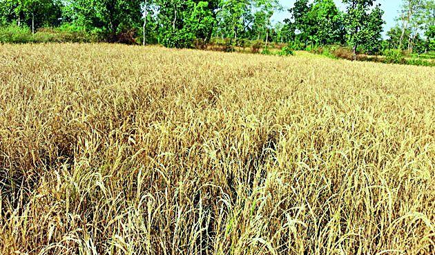 The highest income estimates are in drought-hit areas | दुष्काळी भागातच सर्वाधिक उत्पन्नाचा अंदाज The highest income estimates are in drought-hit areas | दुष्काळी भागातच सर्वाधिक उत्पन्नाचा अंदाज