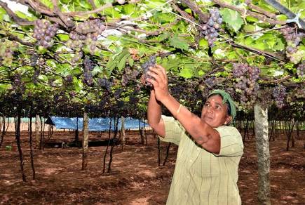 Good luck in prosecuting fake drug dealers | बनावट औषध विक्रेत्यांवर गुन्हे दाखल करण्यातच धन्यता : तपासात प्रगतीचा अभाव