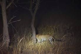 Free communication in the city of Igatpur | इगतपुरी शहरात बिबट्याचा मुक्त संचार  Free communication in the city of Igatpur | इगतपुरी शहरात बिबट्याचा मुक्त संचार