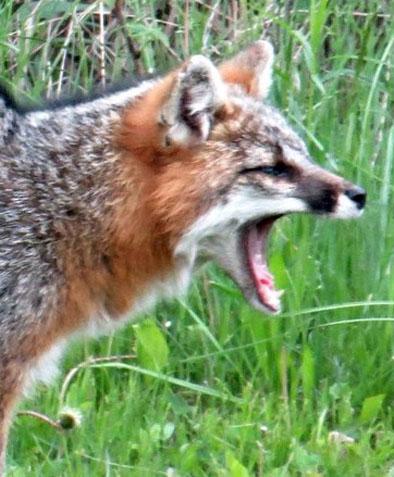 Eleven goats killed in a wolf attack in the runaway | धावडा येथे लांडग्यांच्या हल्ल्यात अकरा शेळ्या ठार Eleven goats killed in a wolf attack in the runaway | धावडा येथे लांडग्यांच्या हल्ल्यात अकरा शेळ्या ठार