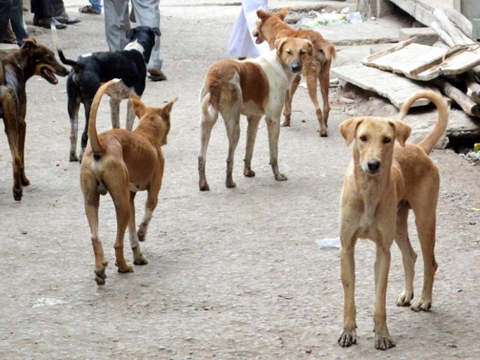 Dogs bite 2800 people in three months | तीन महिन्यात २८०० जणांना कुत्र्यांचा चावा