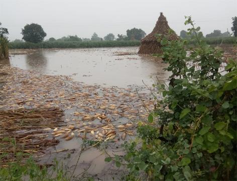 Central squad trip should not be a welcome ... | केंद्रीय पथकाचा दौरा सोपस्कार ठरू नये... Central squad trip should not be a welcome ... | केंद्रीय पथकाचा दौरा सोपस्कार ठरू नये...