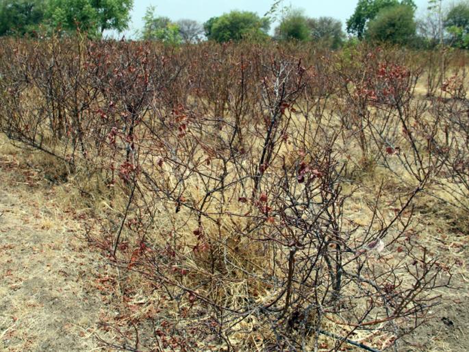 Hundreds of acres of Panshendra Shivar flooded due to drought | पानशेंद्रा शिवारातील शेकडो एकर फुलशेती दुष्काळामुळे उद्ध्वस्त