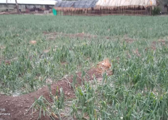 For the fourth day in a row | सलग चौथ्या दिवशी अवकाळीने झोडपले For the fourth day in a row | सलग चौथ्या दिवशी अवकाळीने झोडपले