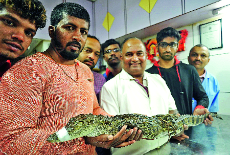 Crumple's life saved by removing the stuck in the mouth | तोंडात अडकलेला गळ काढून वाचविले मगरीचे प्राण Crumple's life saved by removing the stuck in the mouth | तोंडात अडकलेला गळ काढून वाचविले मगरीचे प्राण