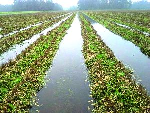 Damage to crops in 15 thousand hectares in the district | जिल्ह्यात १५ हजार हेक्टरमधील पिकांचे नुकसान Damage to crops in 15 thousand hectares in the district | जिल्ह्यात १५ हजार हेक्टरमधील पिकांचे नुकसान