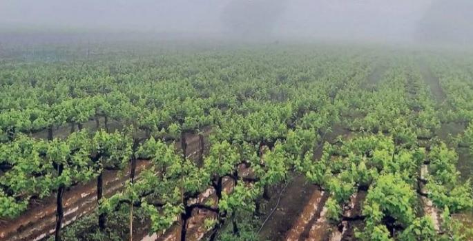 Climate change worries vine growers | वातावरणातील बदलाने द्राक्षपंढरीत शेतकरी चिंतित Climate change worries vine growers | वातावरणातील बदलाने द्राक्षपंढरीत शेतकरी चिंतित
