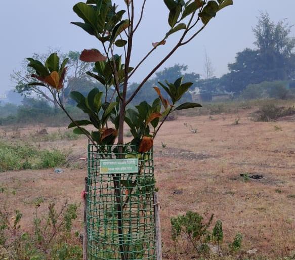 Greenery spread by tree planting in Dindori | दिंडोरीत वृक्षलागवडीने पसरली हिरवळ